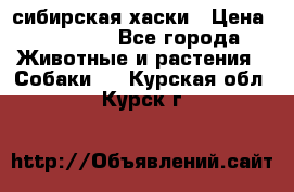 l: сибирская хаски › Цена ­ 10 000 - Все города Животные и растения » Собаки   . Курская обл.,Курск г.